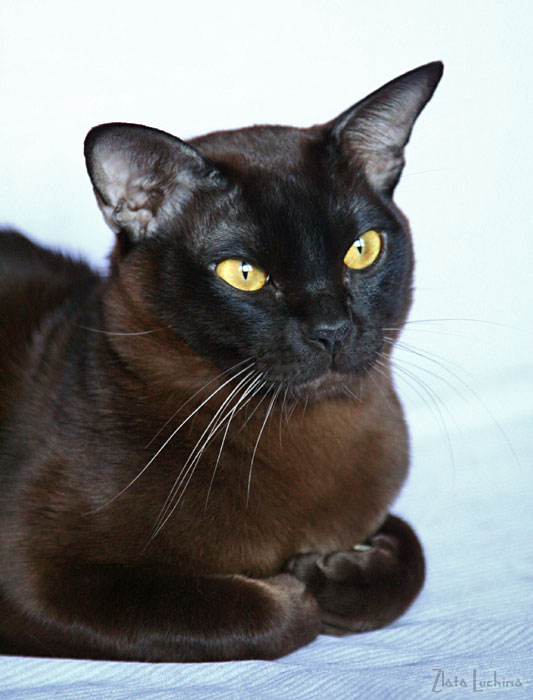 бурманский кот Асканио