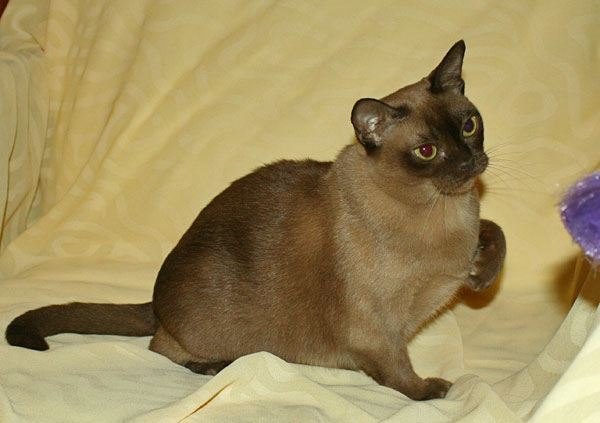 бурманская кошка Гуся